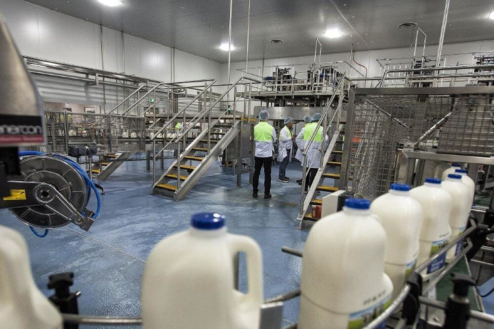 Milk Production in a Dairy